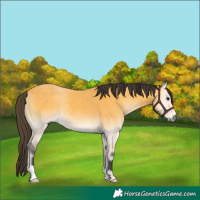 Horse Color:Buckskin Onyx Brindle