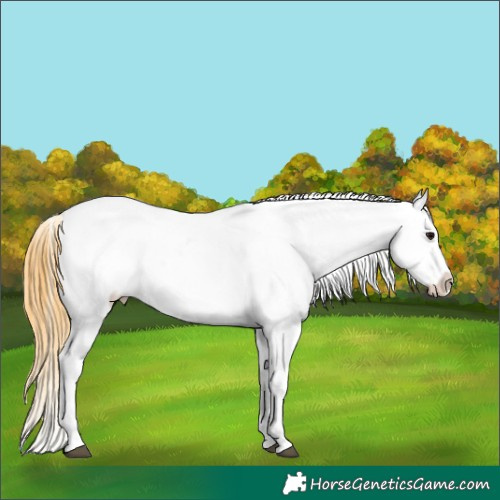 Horse Color:Smoky Grullo Roan Near Leopard Brindle 