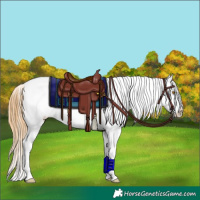 Horse Color:Amber Cream Champagne Onyx Appaloosa Brindle 