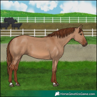 Horse Color:Red Dun 
