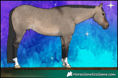 Horse Color:Brown Dun 