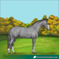 Horse Color:Black Appaloosa Rabicano 