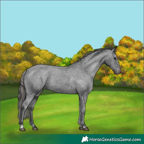 Horse Color:Black Appaloosa Rabicano 