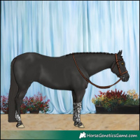 Horse Color:Liver Chestnut Tobiano 