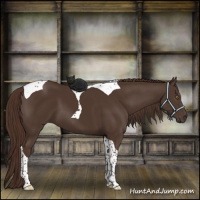 Horse Color:Liver Chestnut Tobiano 