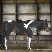 Horse Color:Liver Chestnut Tobiano 