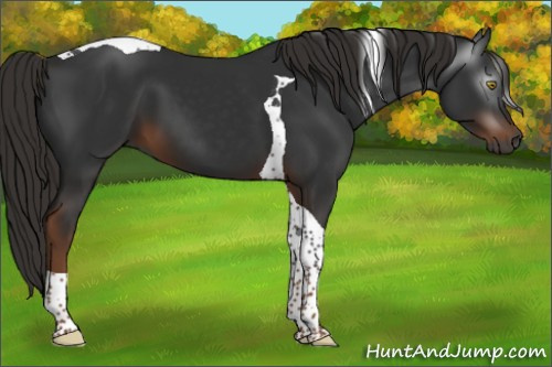 Horse Color:Gray Liver Chestnut Tobiano