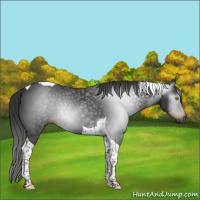Horse Color:Gray Liver Chestnut Tobiano 