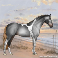 Horse Color:Gray Liver Chestnut Tobiano
