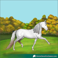 Horse Color:Gray Liver Chestnut Tobiano
