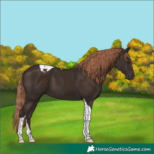 Horse Color:Liver Chestnut Tobiano