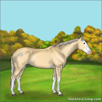 Horse Color:Palomino Dun Splash 