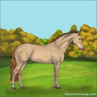 Horse Color:Red Dun 