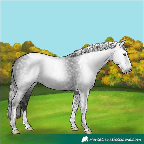 Horse Color:Gray Liver Chestnut Tobiano