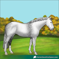Horse Color:Gray Liver Chestnut Tobiano