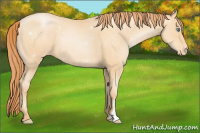 Horse Color:Amber Champagne Pearl Appaloosa