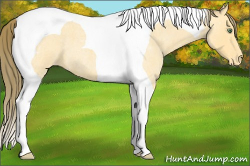 Horse Color:Amber Cream Champagne Roan Tobiano Appaloosa 