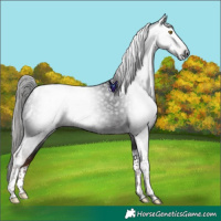 Horse Color:Gray Liver Chestnut Tobiano 