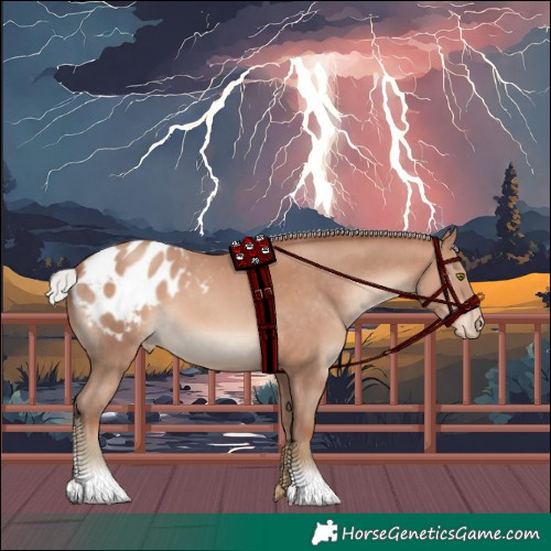 Horse Color:Silver Sable Champagne Appaloosa