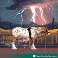 Horse Color:Chestnut Appaloosa