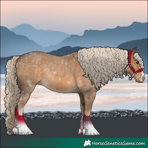 Horse Color:Chocolate Palomino 