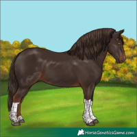 Horse Color:Liver Chestnut Tobiano 