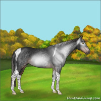 Horse Color:Gray Liver Chestnut Tobiano