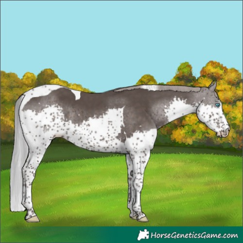 Horse Color:Platinum Liver Chestnut Splash Tobiano