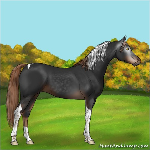 Horse Color:Gray Liver Chestnut Tobiano 
