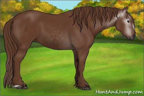 Horse Color:Gray Chestnut