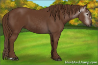 Horse Color:Gray Chestnut 