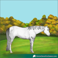 Horse Color:Gray Liver Chestnut Tobiano