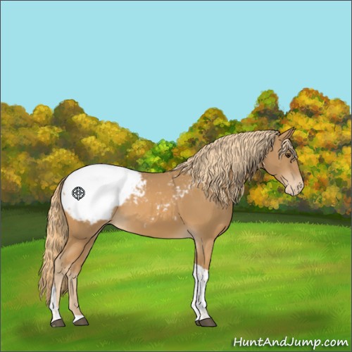 Horse Color:Chestnut Tobiano Appaloosa 