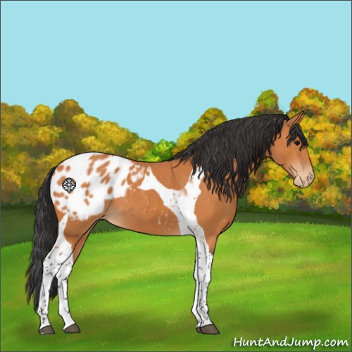 Horse Color:Bay Tobiano Appaloosa 