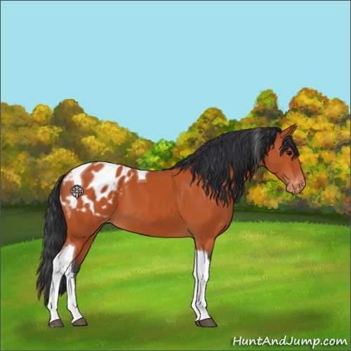 Horse Color:Bay Tobiano Appaloosa 