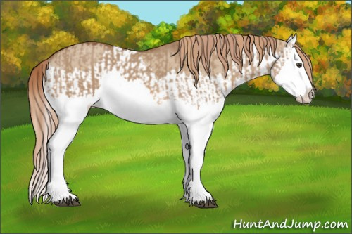 Horse Color:Red Dun Splash  and Red Dun Splash 