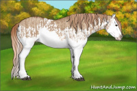 Horse Color:Red Dun Splash  and Red Dun Splash 