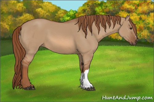 Horse Color:Red Dun 