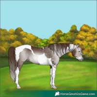 Horse Color:Gray Chestnut Splash Tobiano 