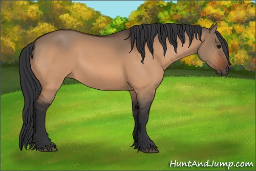 Horse Color:Bay Dun 