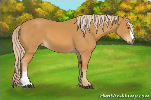 Horse Color:Palomino 