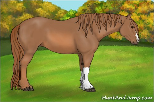 Horse Color:Chestnut 