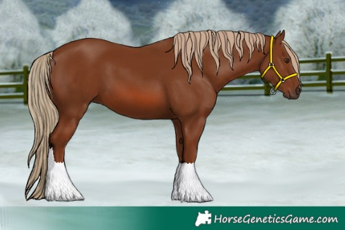 Horse Color:Chestnut 
