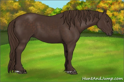Horse Color:Liver Chestnut 