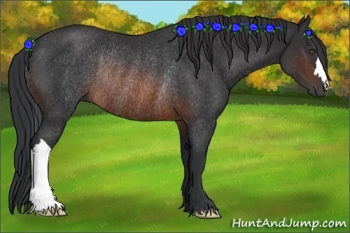 Horse Color:Brown Rabicano 