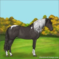 Horse Color:Smoky Black Tobiano 