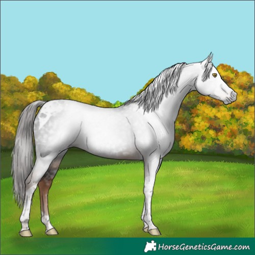 Horse Color:Gray Liver Chestnut Tobiano 