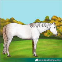 Horse Color:Gray Chestnut 