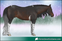 Horse Color:Brown Tobiano