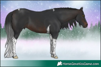 Horse Color:Brown Tobiano 